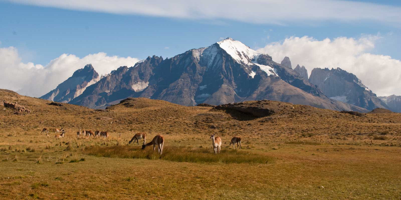 Guanacos and Paine Massif
