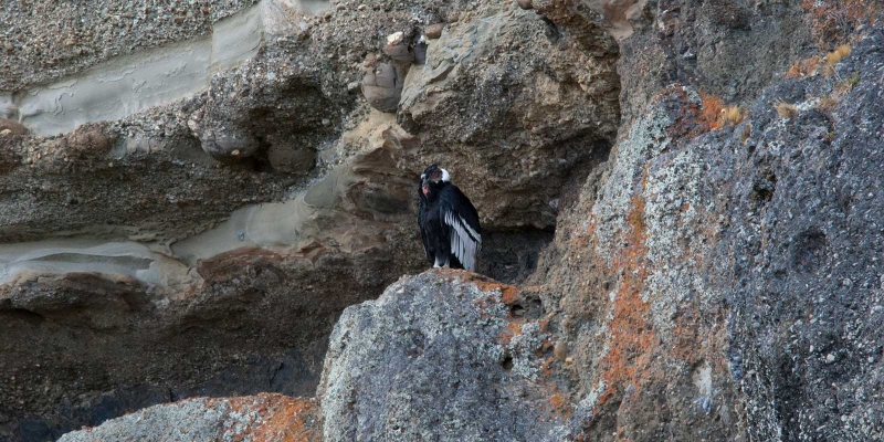 Andean Condor