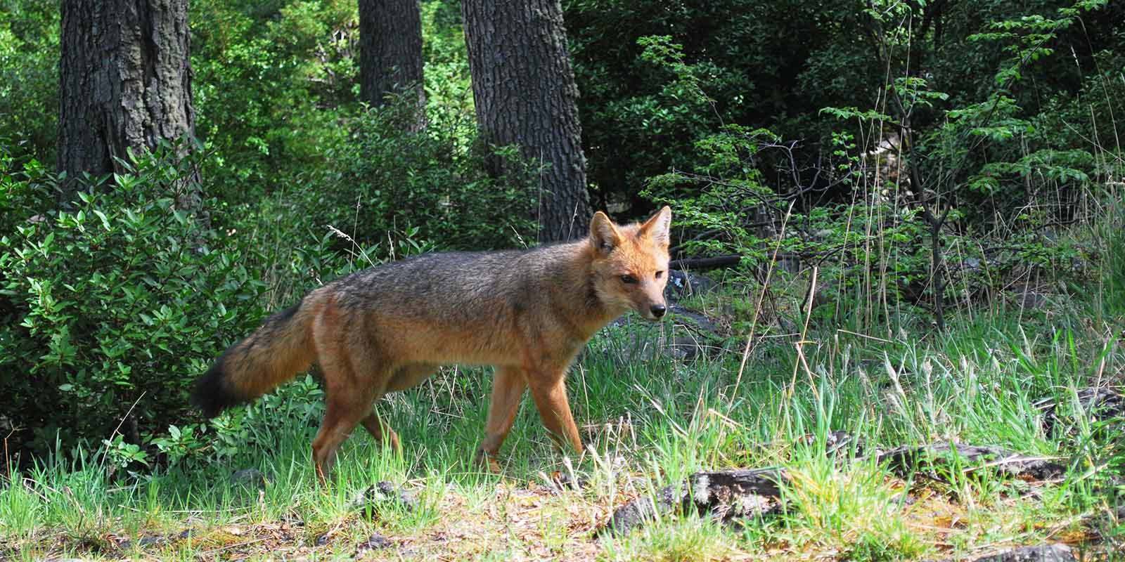 Culpeo Fox