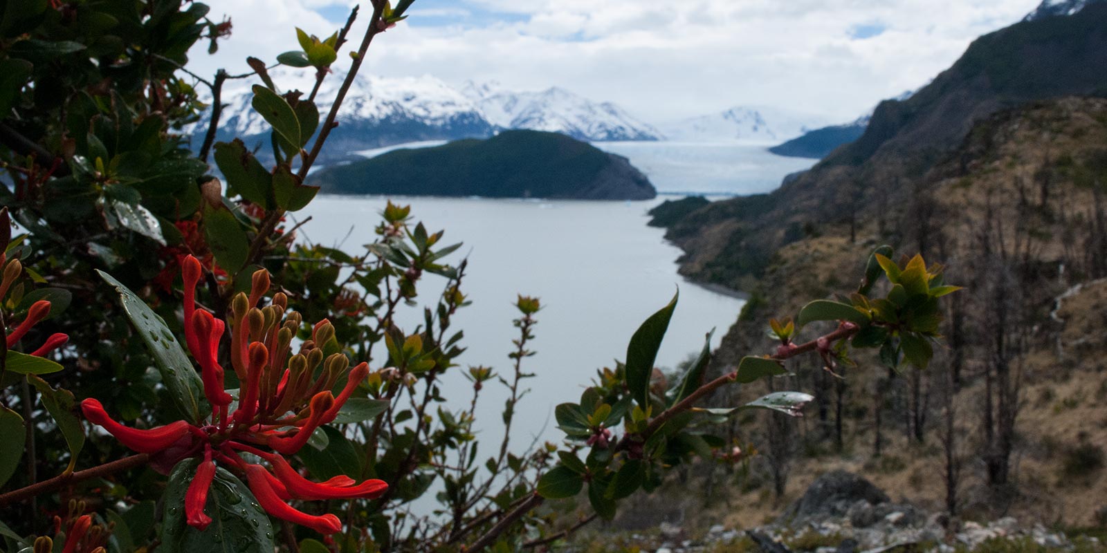 grey_glaciar_chilean-firebush