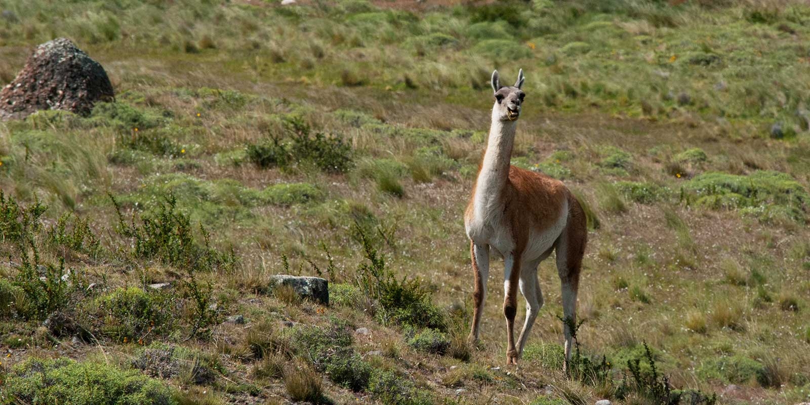 Guanaco