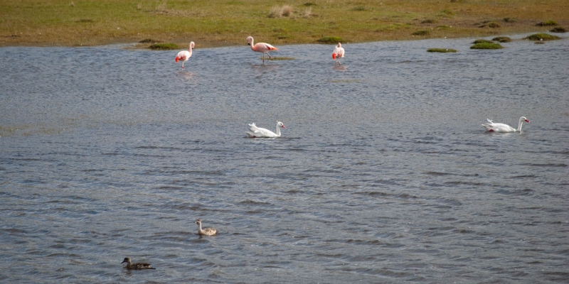 aquaticbirds